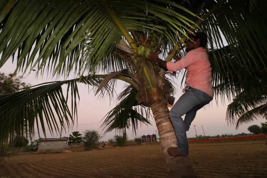 Climbing Palm Tree To Get Coconut