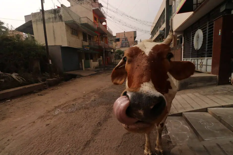 Do People Eat Beef in India? A Traveler's Firsthand Perspective