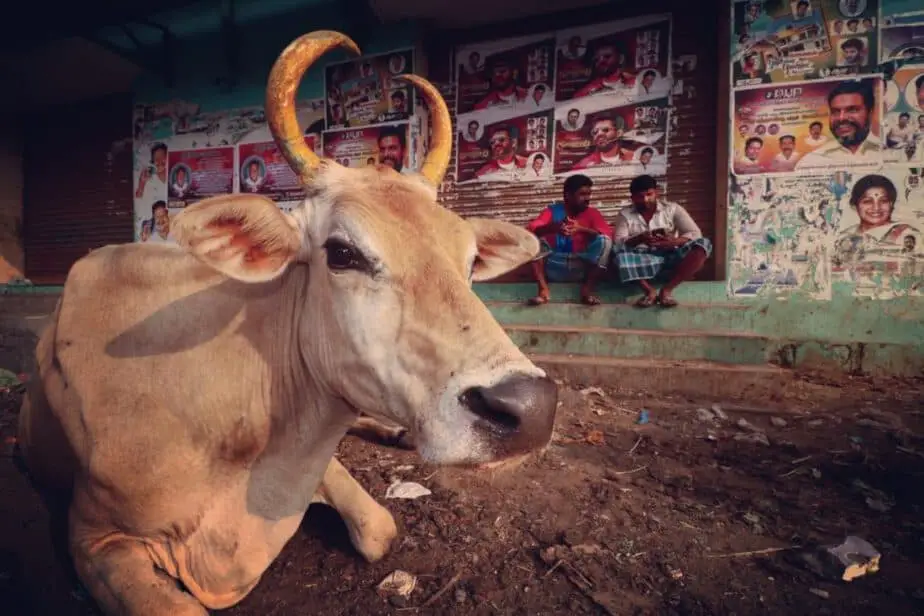 do-people-eat-beef-in-india-a-traveler-s-firsthand-perspective