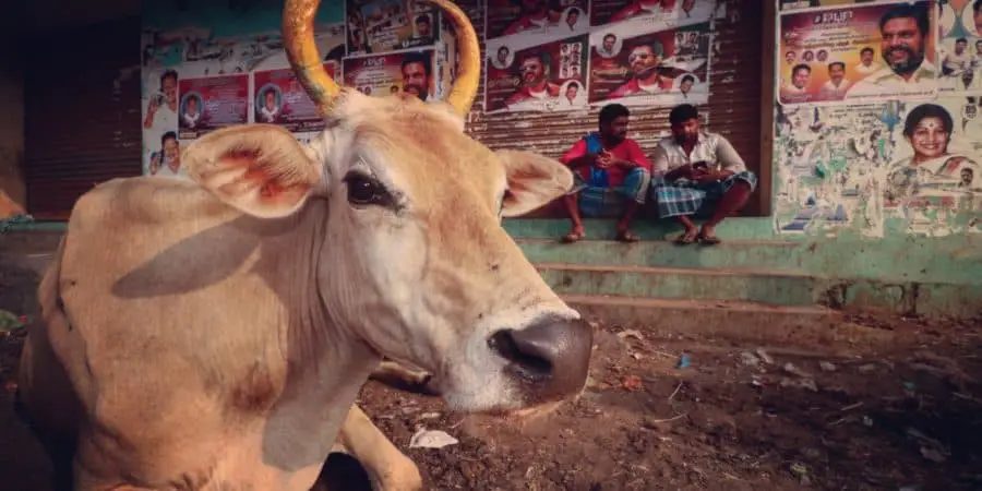 do-people-eat-beef-in-india-a-traveler-s-firsthand-perspective