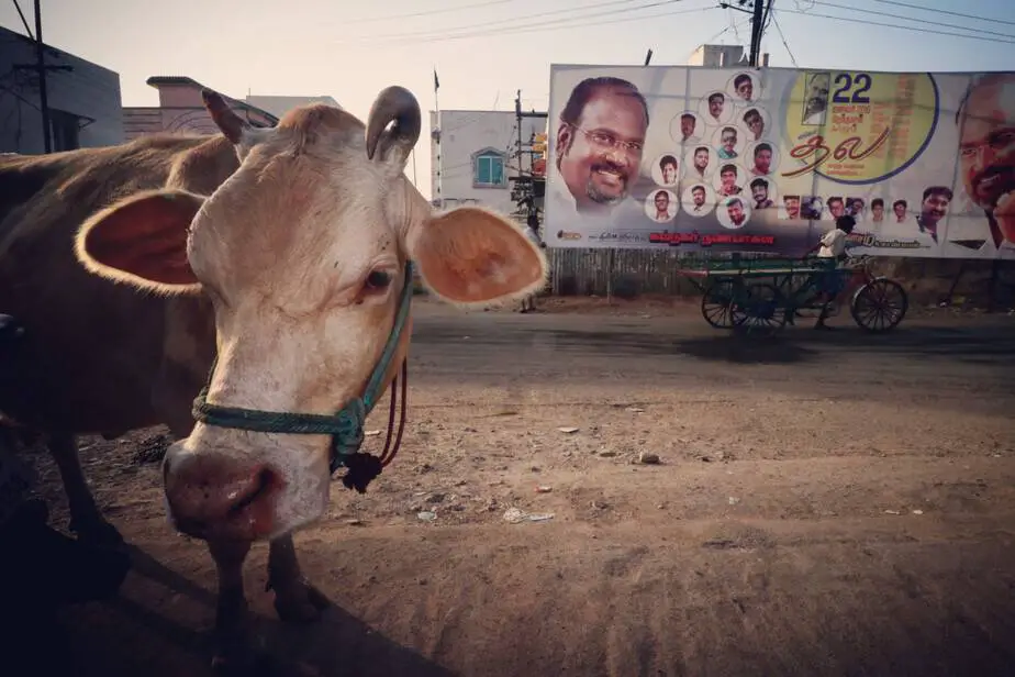 Do People Eat Beef in India? A Traveler's Firsthand Perspective