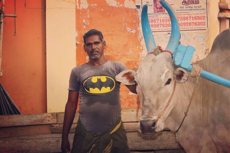 Do People Eat Beef in India? A Traveler's Firsthand Perspective