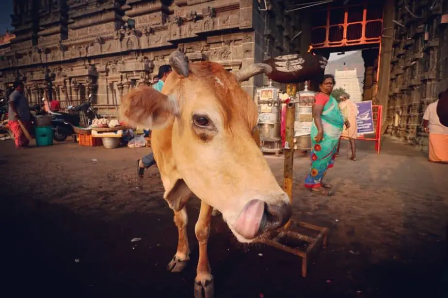 tiruvannamalai surrounding tourist places