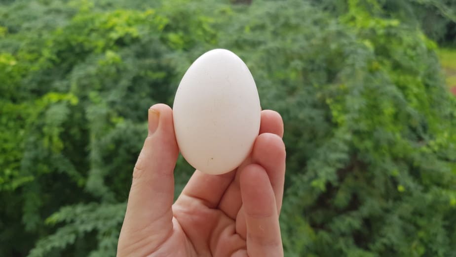 Eating Eggs in India: Is it Safe and Healthy? - Chai Nomad