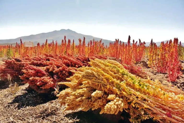 is-quinoa-indian-chai-nomad