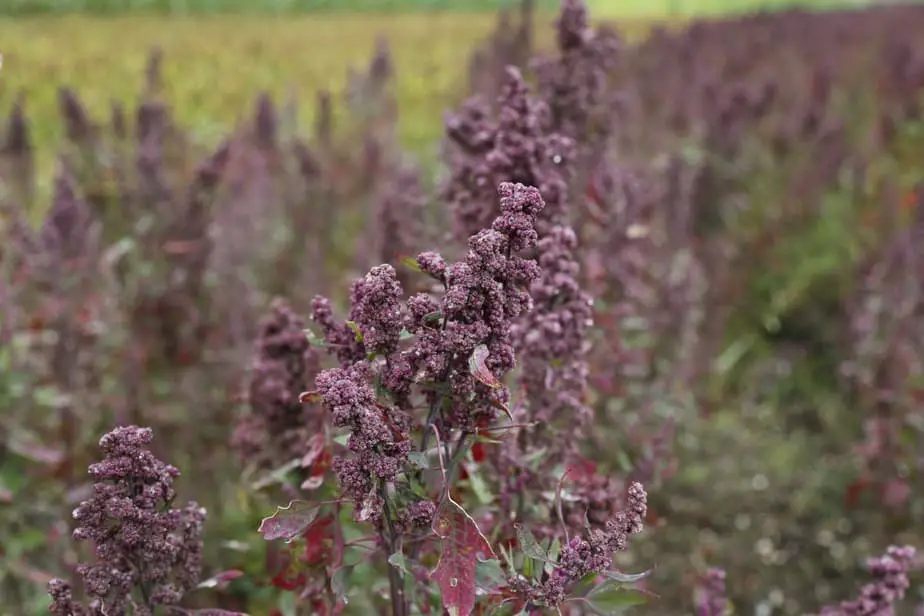 is-quinoa-indian-chai-nomad