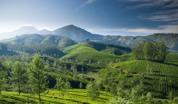 6 weeks in india darjeeling beautiful tea plantation mountains