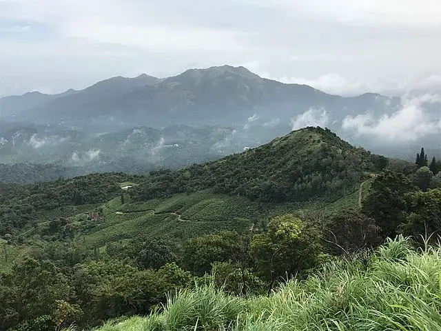 640px-Wayanad_tea_plantations_and_forests_Kerala_India