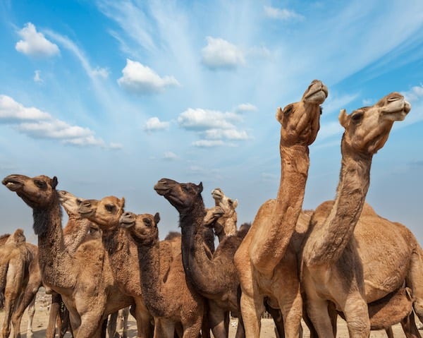 Camels at Pushkar Mela (Pushkar Camel Fair),  India