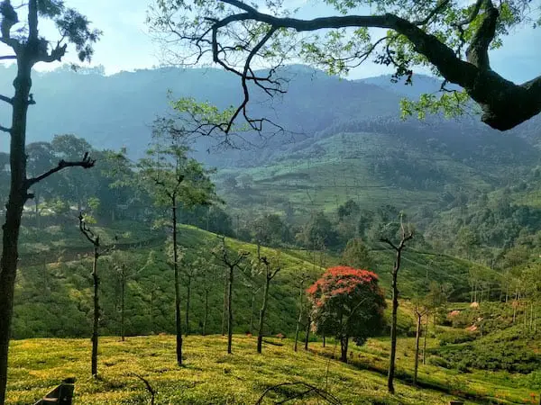 ooty workations south india tea plantations forest mountains